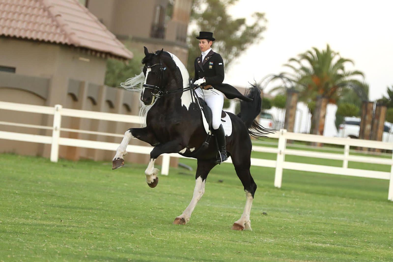 Adelprag Maurits - Barock Pinto Dressage Stallion, South Africa